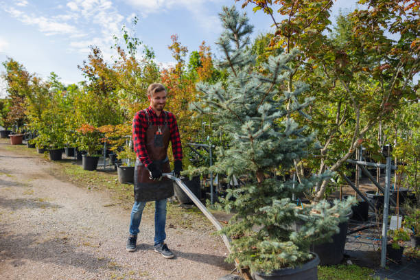 Professional Tree Removal and Landscaping Services in La Grange Park, IL